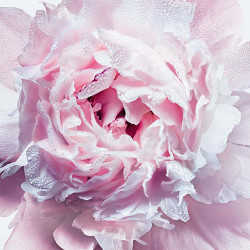Miss Dior Huile de Rose Fraîche Pour le Corps - 100 ml (2)
