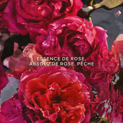 Aqua Allegoria Forte Rosa Rossa Eau de Parfum (5)