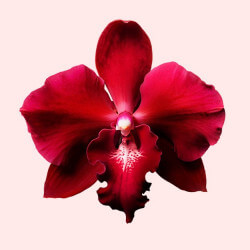 Flowerbomb Ruby Orchid Eau de Parfum (5)
