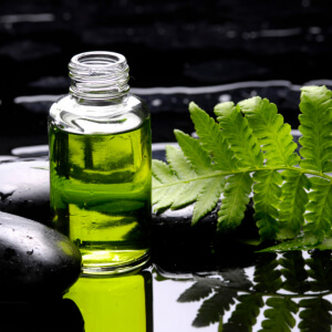 Les Parfums Fougère : Une Symphonie Aromatique Intemporelle
